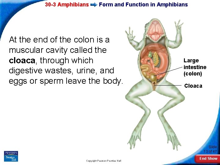 30 -3 Amphibians Form and Function in Amphibians At the end of the colon