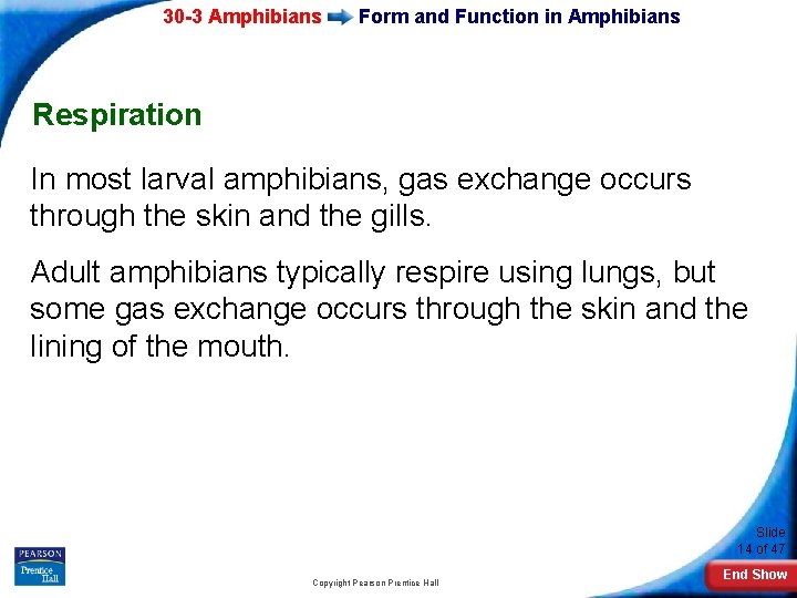 30 -3 Amphibians Form and Function in Amphibians Respiration In most larval amphibians, gas