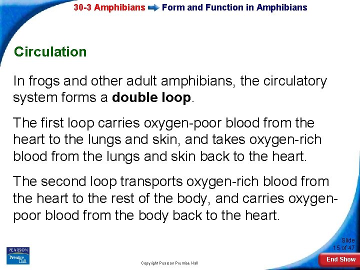 30 -3 Amphibians Form and Function in Amphibians Circulation In frogs and other adult
