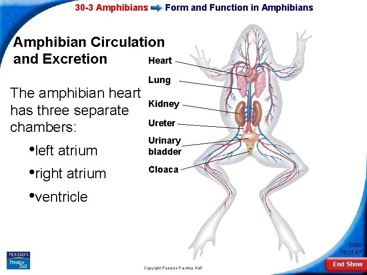 30 -3 Amphibians Form and Function in Amphibians Amphibian Circulation Heart and Excretion Lung