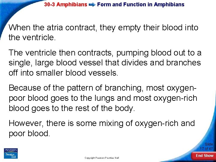 30 -3 Amphibians Form and Function in Amphibians When the atria contract, they empty