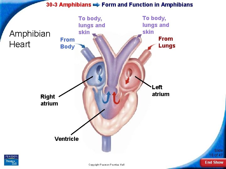 30 -3 Amphibians Form and Function in Amphibians To body, lungs and skin Amphibian