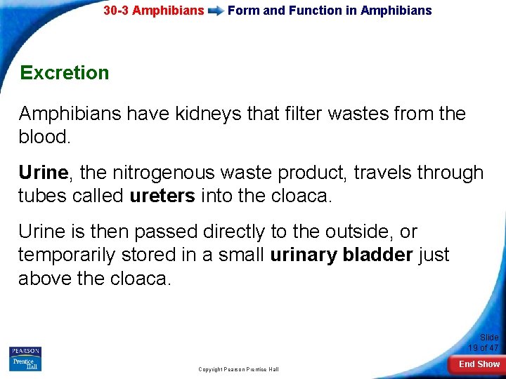 30 -3 Amphibians Form and Function in Amphibians Excretion Amphibians have kidneys that filter