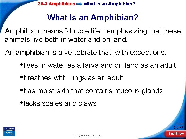 30 -3 Amphibians What Is an Amphibian? Amphibian means “double life, ” emphasizing that