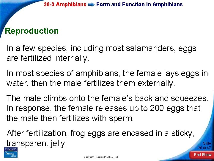 30 -3 Amphibians Form and Function in Amphibians Reproduction In a few species, including