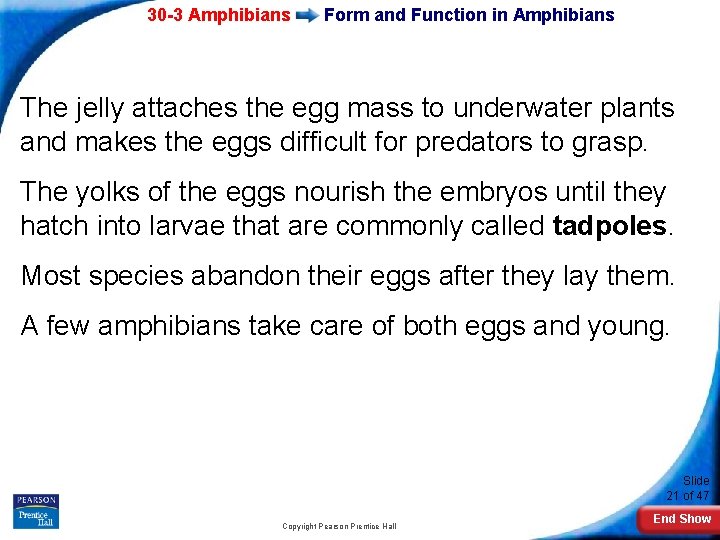 30 -3 Amphibians Form and Function in Amphibians The jelly attaches the egg mass