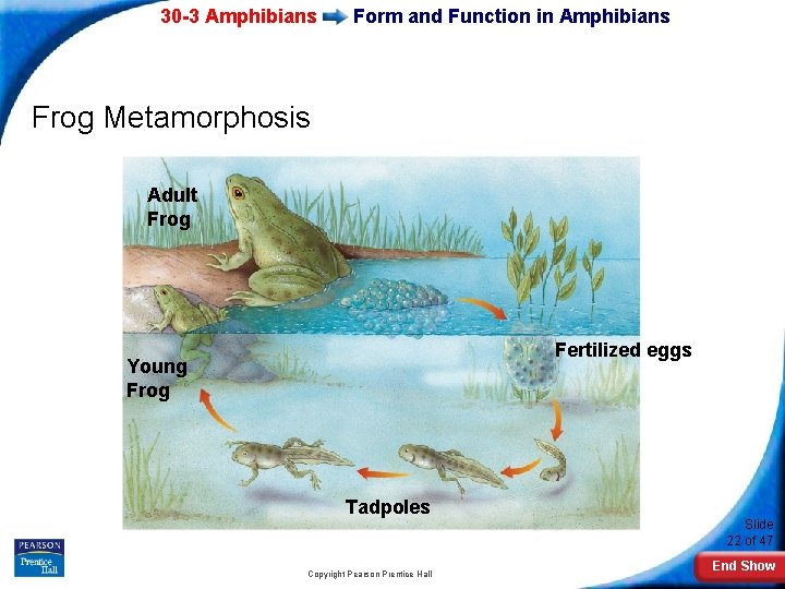 30 -3 Amphibians Form and Function in Amphibians Frog Metamorphosis Adult Frog Fertilized eggs