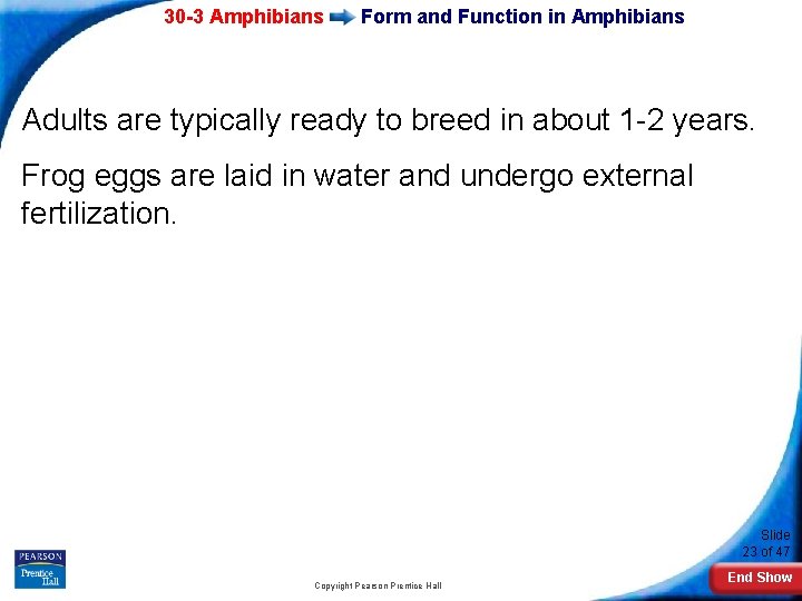 30 -3 Amphibians Form and Function in Amphibians Adults are typically ready to breed