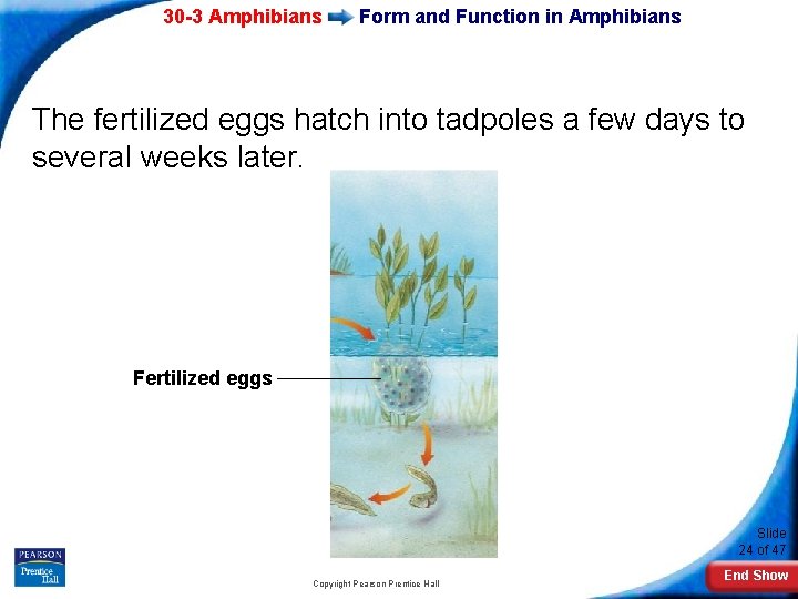 30 -3 Amphibians Form and Function in Amphibians The fertilized eggs hatch into tadpoles