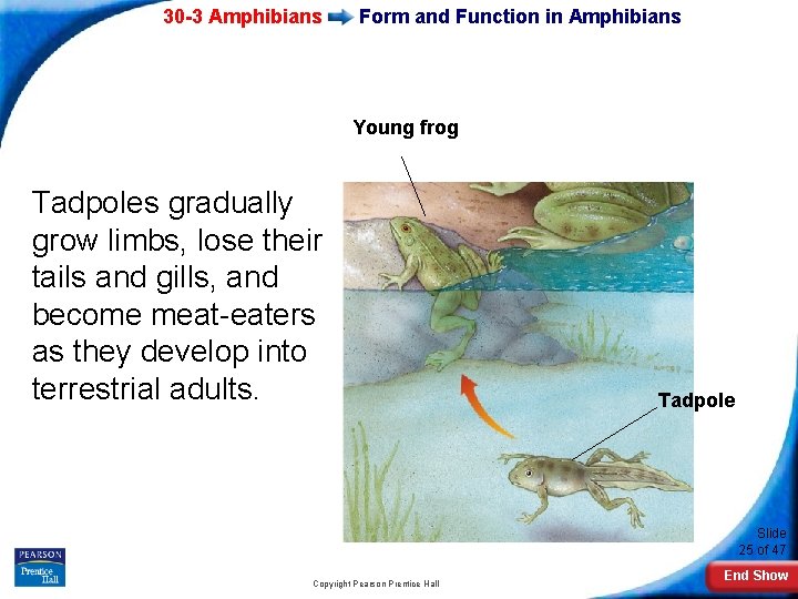 30 -3 Amphibians Form and Function in Amphibians Young frog Tadpoles gradually grow limbs,