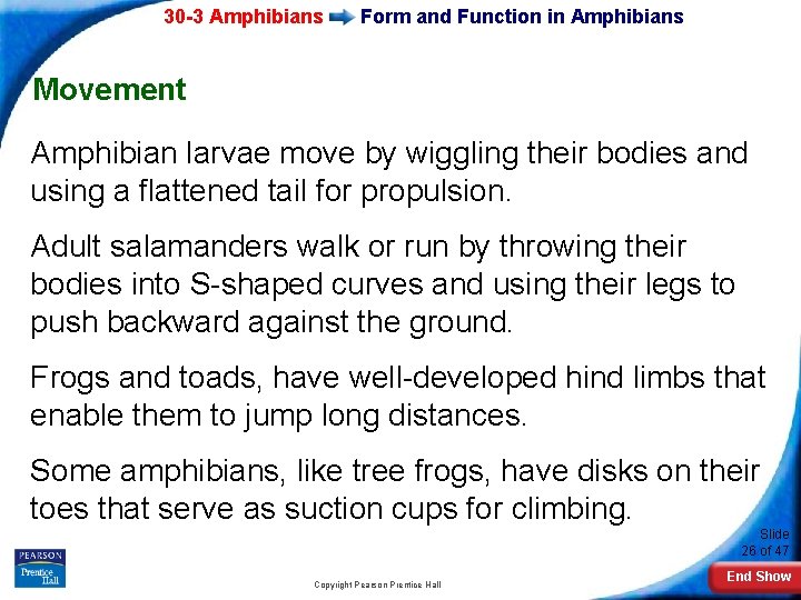 30 -3 Amphibians Form and Function in Amphibians Movement Amphibian larvae move by wiggling