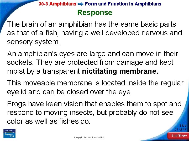 30 -3 Amphibians Form and Function in Amphibians Response The brain of an amphibian