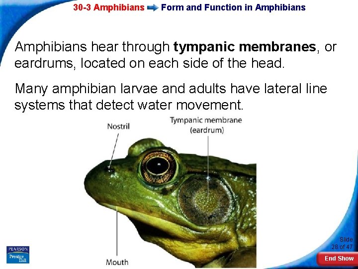 30 -3 Amphibians Form and Function in Amphibians hear through tympanic membranes, or eardrums,