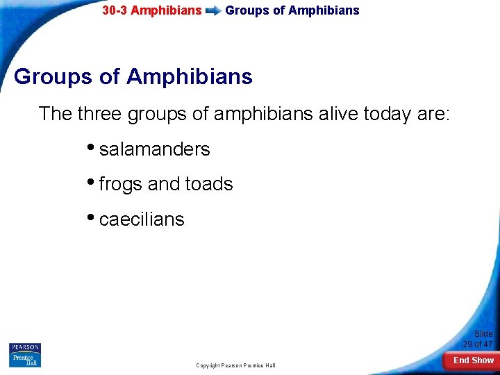 30 -3 Amphibians Groups of Amphibians The three groups of amphibians alive today are: