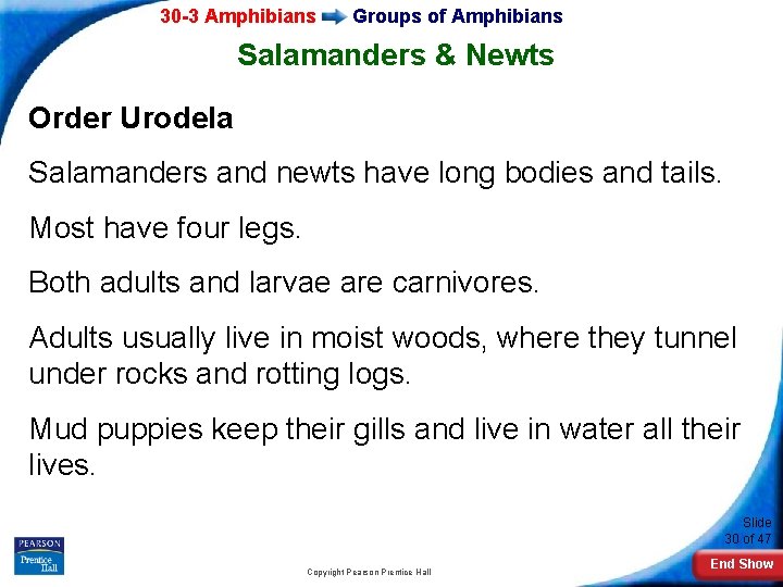 30 -3 Amphibians Groups of Amphibians Salamanders & Newts Order Urodela Salamanders and newts