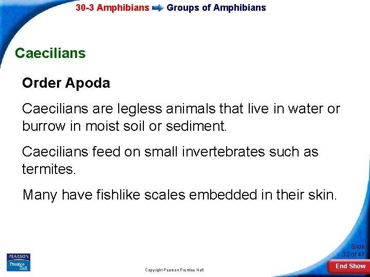 30 -3 Amphibians Groups of Amphibians Caecilians Order Apoda Caecilians are legless animals that