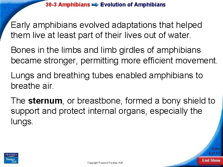 30 -3 Amphibians Evolution of Amphibians Early amphibians evolved adaptations that helped them live
