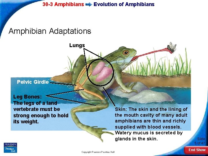 30 -3 Amphibians Evolution of Amphibians Amphibian Adaptations Lungs Pelvic Girdle Leg Bones: The