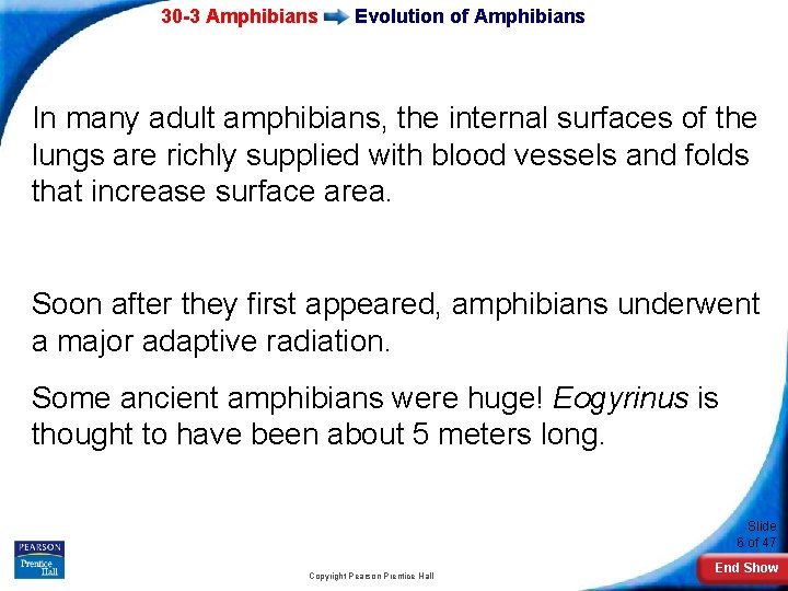 30 -3 Amphibians Evolution of Amphibians In many adult amphibians, the internal surfaces of