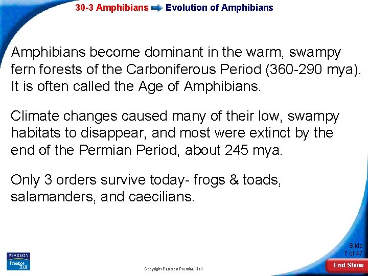 30 -3 Amphibians Evolution of Amphibians become dominant in the warm, swampy fern forests