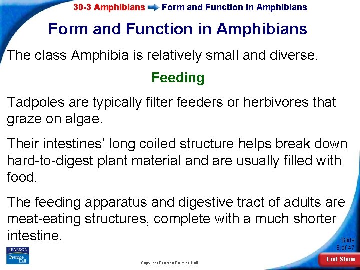 30 -3 Amphibians Form and Function in Amphibians The class Amphibia is relatively small