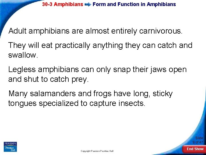 30 -3 Amphibians Form and Function in Amphibians Adult amphibians are almost entirely carnivorous.