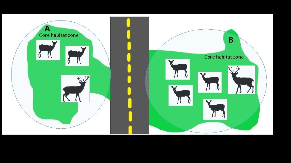 A Core habitat zone B Core habitat zone 