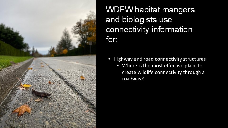 WDFW habitat mangers and biologists use connectivity information for: • Highway and road connectivity