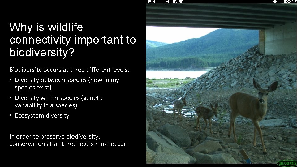 Why is wildlife connectivity important to biodiversity? Biodiversity occurs at three different levels. •