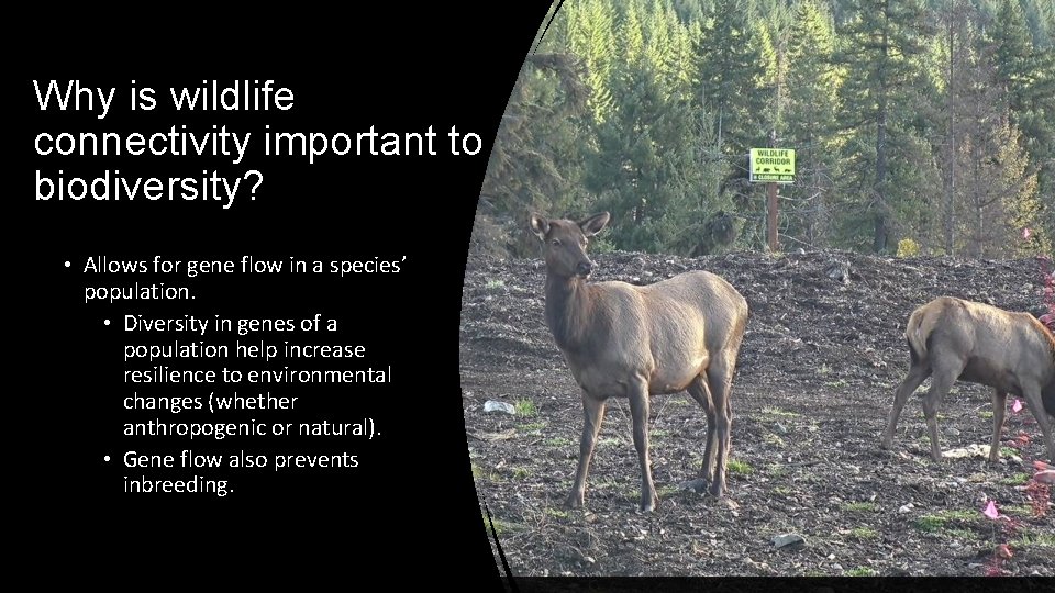 Why is wildlife connectivity important to biodiversity? • Allows for gene flow in a