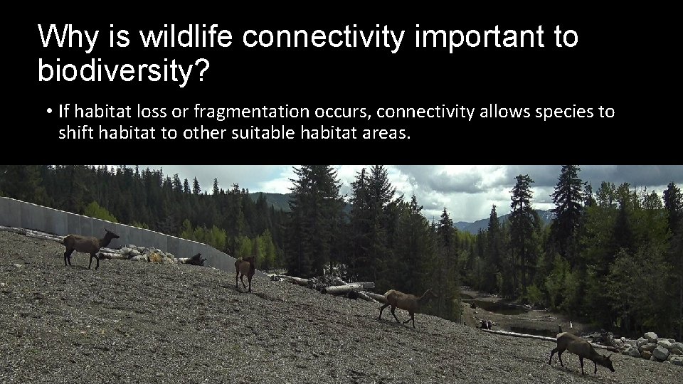 Why is wildlife connectivity important to biodiversity? • If habitat loss or fragmentation occurs,