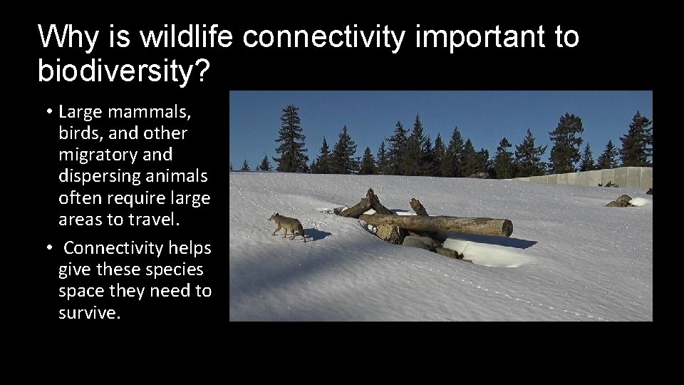Why is wildlife connectivity important to biodiversity? • Large mammals, birds, and other migratory
