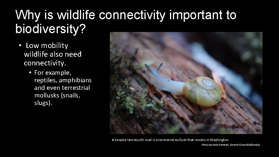 Why is wildlife connectivity important to biodiversity? • Low mobility wildlife also need connectivity.
