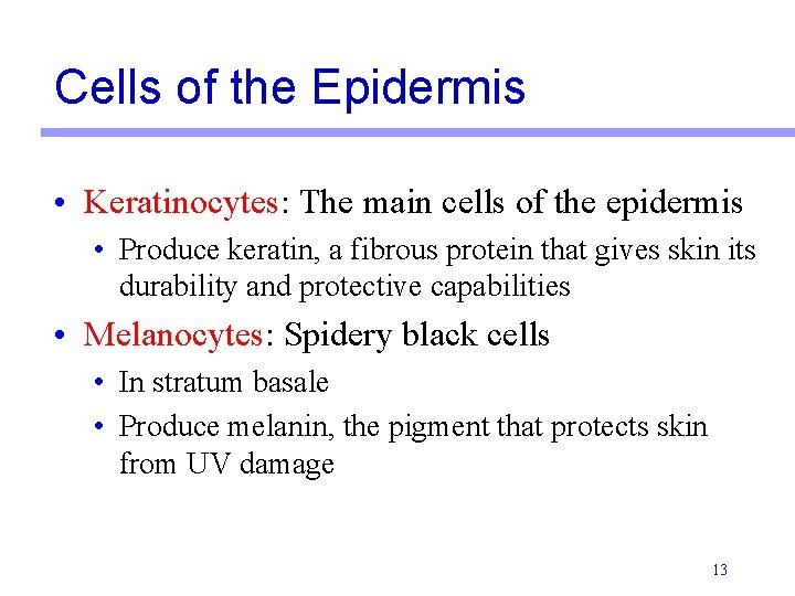 Cells of the Epidermis • Keratinocytes: The main cells of the epidermis • Produce Cells of the Epidermis • Keratinocytes: The main cells of the epidermis • Produce