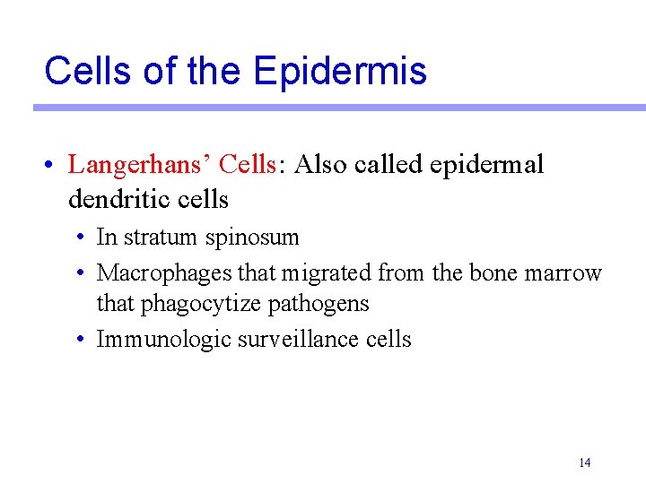 Cells of the Epidermis • Langerhans’ Cells: Also called epidermal dendritic cells • In Cells of the Epidermis • Langerhans’ Cells: Also called epidermal dendritic cells • In