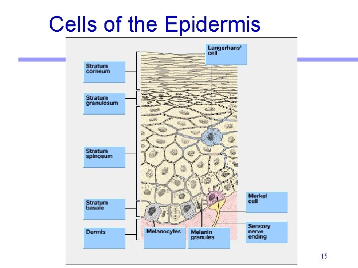 Cells of the Epidermis 15 Cells of the Epidermis 15