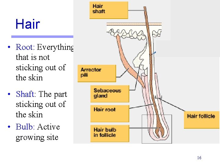 Hair • Root: Everything that is not sticking out of the skin • Shaft: Hair • Root: Everything that is not sticking out of the skin • Shaft: