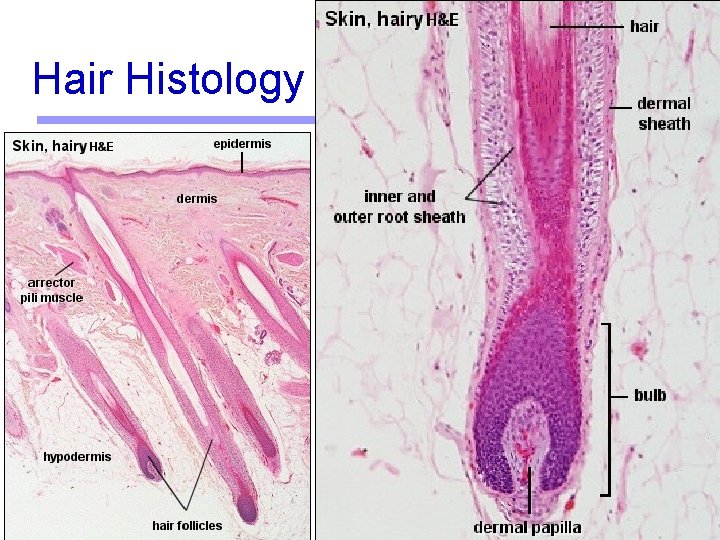 Hair Histology 17 Hair Histology 17