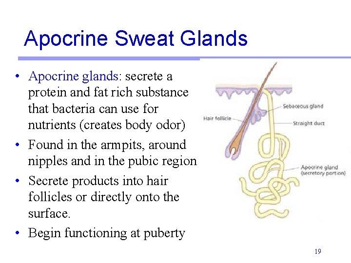 Apocrine Sweat Glands • Apocrine glands: secrete a protein and fat rich substance that Apocrine Sweat Glands • Apocrine glands: secrete a protein and fat rich substance that