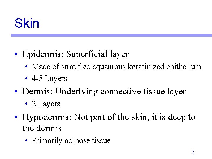 Skin • Epidermis: Superficial layer • Made of stratified squamous keratinized epithelium • 4 Skin • Epidermis: Superficial layer • Made of stratified squamous keratinized epithelium • 4