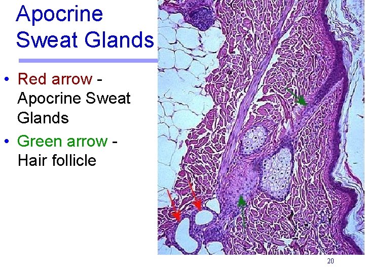 Apocrine Sweat Glands • Red arrow Apocrine Sweat Glands • Green arrow Hair follicle Apocrine Sweat Glands • Red arrow Apocrine Sweat Glands • Green arrow Hair follicle