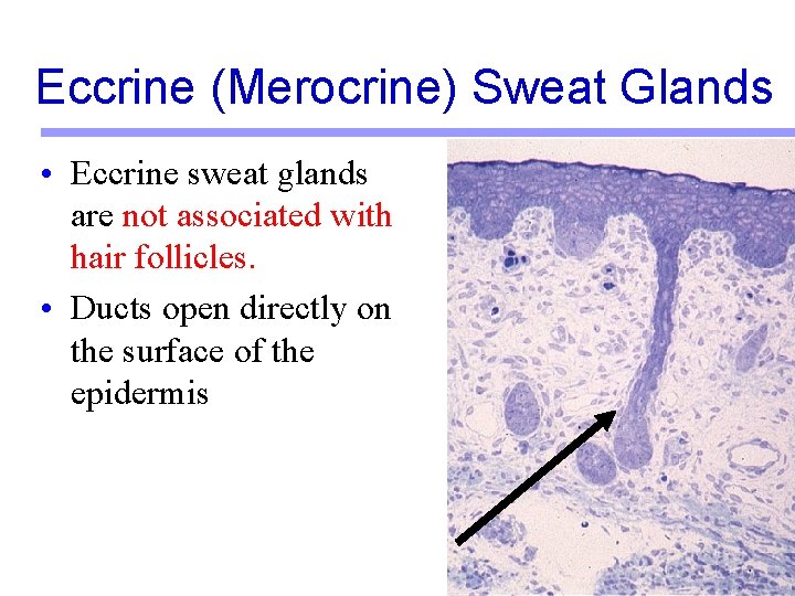 Eccrine (Merocrine) Sweat Glands • Eccrine sweat glands are not associated with hair follicles. Eccrine (Merocrine) Sweat Glands • Eccrine sweat glands are not associated with hair follicles.