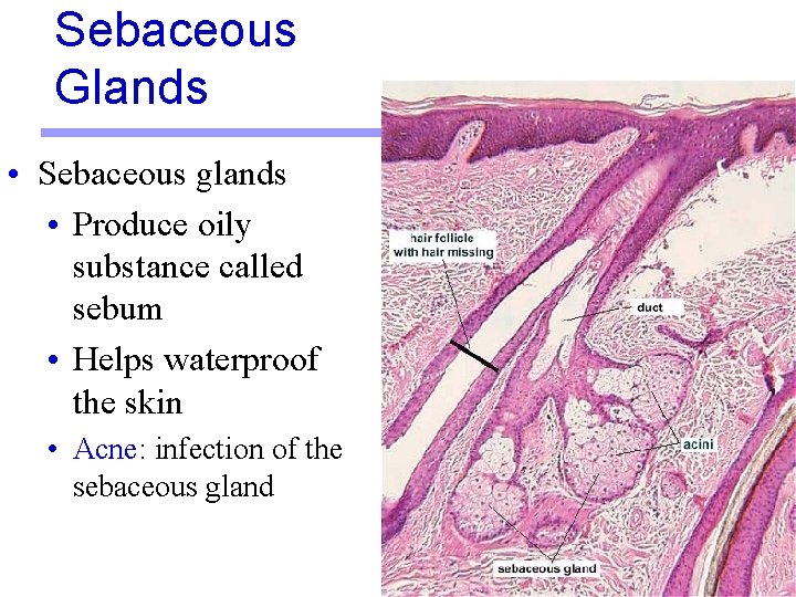 Sebaceous Glands • Sebaceous glands • Produce oily substance called sebum • Helps waterproof Sebaceous Glands • Sebaceous glands • Produce oily substance called sebum • Helps waterproof