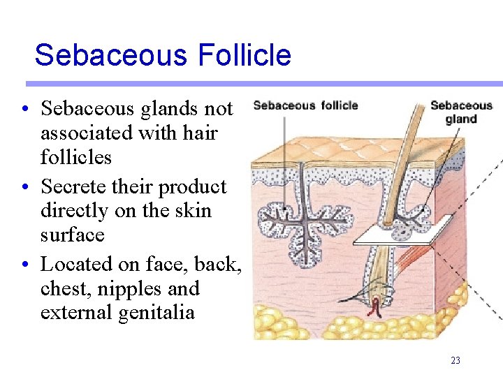 Sebaceous Follicle • Sebaceous glands not associated with hair follicles • Secrete their product Sebaceous Follicle • Sebaceous glands not associated with hair follicles • Secrete their product