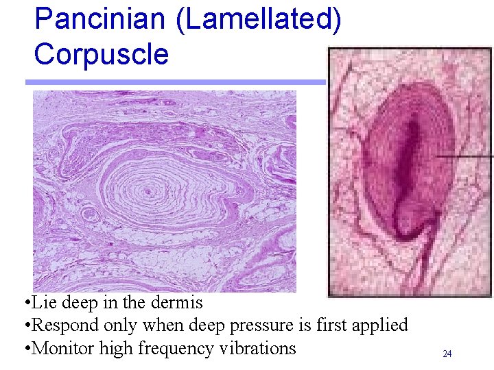 Pancinian (Lamellated) Corpuscle • Lie deep in the dermis • Respond only when deep Pancinian (Lamellated) Corpuscle • Lie deep in the dermis • Respond only when deep