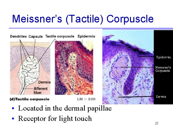 Meissner’s (Tactile) Corpuscle • Located in the dermal papillae • Receptor for light touch Meissner’s (Tactile) Corpuscle • Located in the dermal papillae • Receptor for light touch