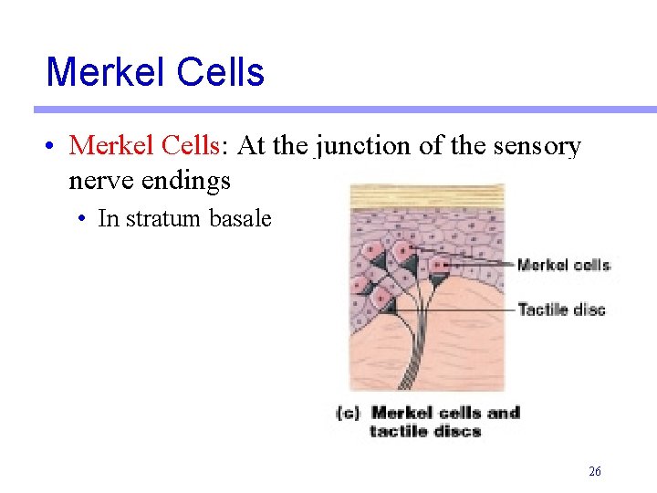 Merkel Cells • Merkel Cells: At the junction of the sensory nerve endings • Merkel Cells • Merkel Cells: At the junction of the sensory nerve endings •