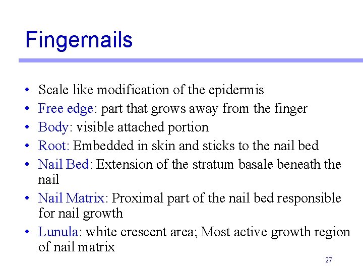 Fingernails • • • Scale like modification of the epidermis Free edge: part that Fingernails • • • Scale like modification of the epidermis Free edge: part that