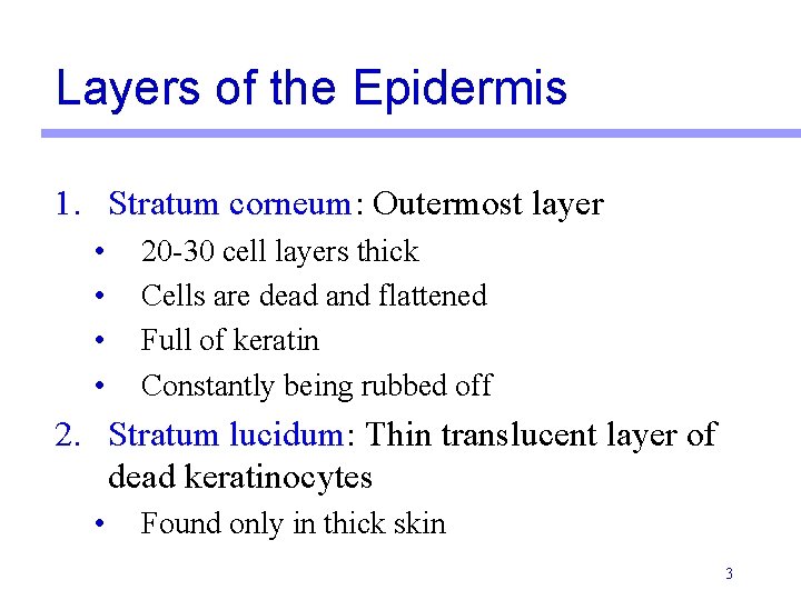 Layers of the Epidermis 1. Stratum corneum: Outermost layer • • 20 -30 cell Layers of the Epidermis 1. Stratum corneum: Outermost layer • • 20 -30 cell