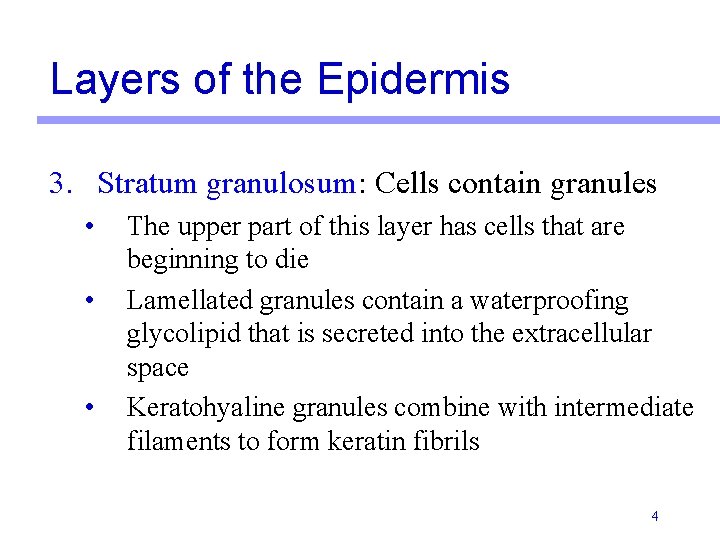 Layers of the Epidermis 3. Stratum granulosum: Cells contain granules • • • The Layers of the Epidermis 3. Stratum granulosum: Cells contain granules • • • The